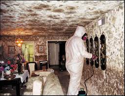 mold removal