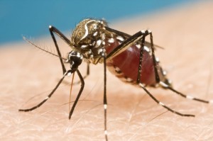 mosquito