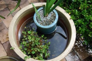 mosquito control