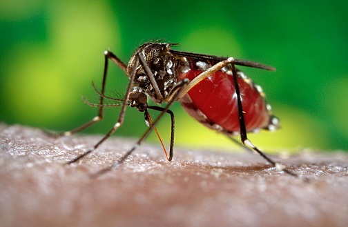 mosquito