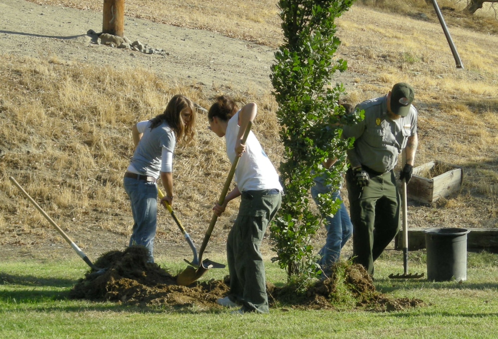 growing trees