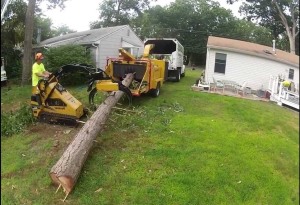 cutting a tree