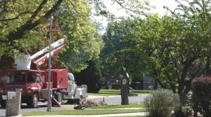 tree removal company