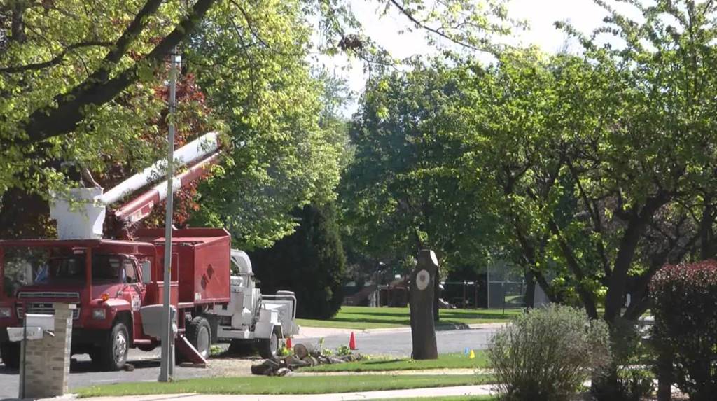 tree removal company
