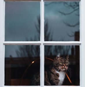 a cat staring at the window
