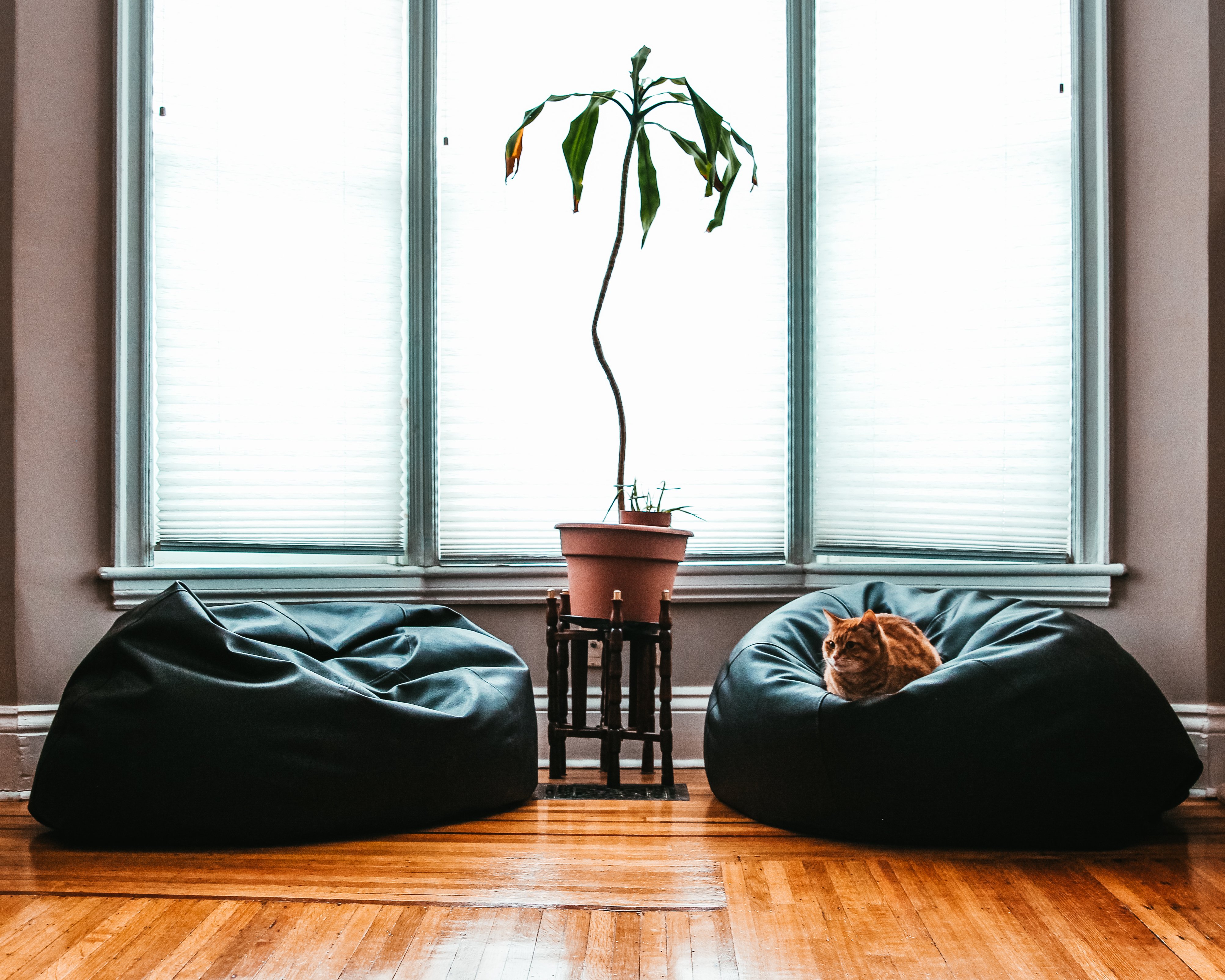 bean bags